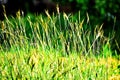 large group of green plants with jointed stems, long slender leaves, and stalks of clustered flowersÃÂ 